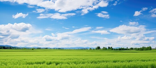 Wall Mural - Field in the rural area of Hokkaido Japan