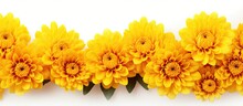 Giant Yellow Mums Isolated On White With Space For Text