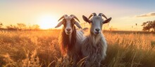 Goats In Field At Sunset