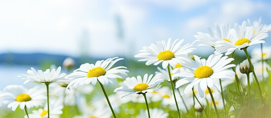 Leinwandbilder - Selective focus and blurred background on a white daisy in its natural habitat