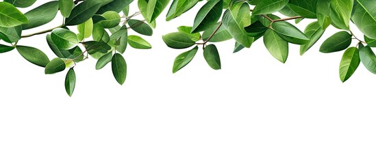 Tropical tree on white background with green foliage branches