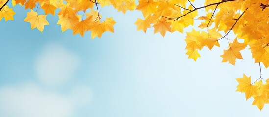 Poster - yellow maple leaves in the sky