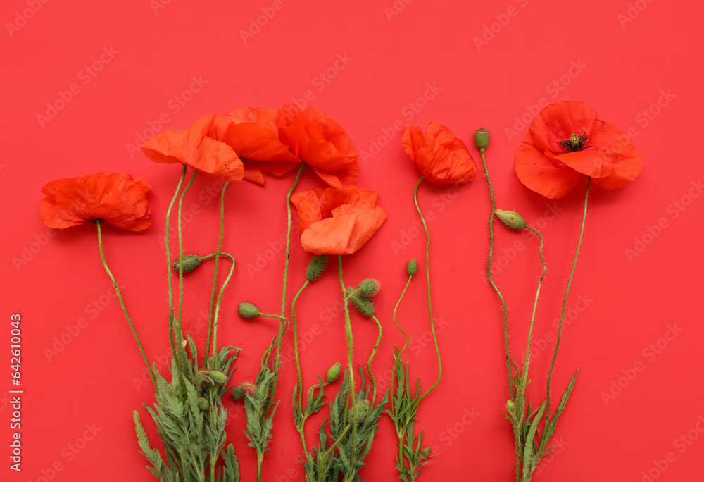 Beautiful poppy flowers on red background, closeup. Remembrance Day