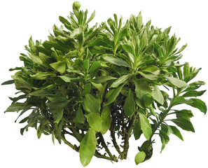Wall Mural - tropical plant isolated on transparent background. bush of green foliage in summer