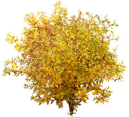 Wall Mural - bush isolated on transparent background. branch and foliage in autumn