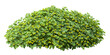 Cut out bush. Green foliage hedge isolated on transparent background. Plants for garden design or landscaping
