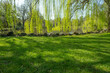 Background texture of vacant grass lawn under beautiful green willow tree branches, shadows by the lake in natural sunlight. Copy space for your text or product. Waterfront camping lot or Campground.