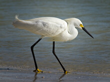 Snowy Egret Steps Into The Water In The Estaro Lagoon, Ft. Meyers, Florida