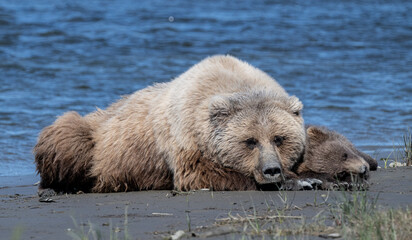 Wall Mural - Mama Brown Beaer and Cub