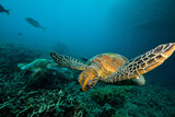 Fototapeta  - green turtle in the great barrier reef