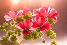 Artistic Shot Of Geranium Flower, Coral Pink Color Beautiful Flowers Background