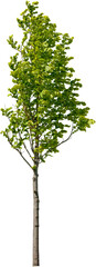 Wall Mural - tree isolated on transparent background. green foliage