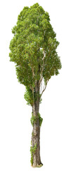 Wall Mural - tree isolated on transparent background. green foliage