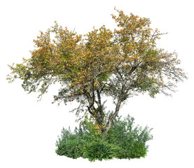 Wall Mural - cut out tree isolated on transparent background. cutout deciduous tree in summer. wild shrub. high q