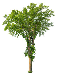 Wall Mural - tree isolated on transparent background. green foliage
