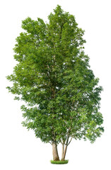 Wall Mural - tree isolated on transparent background. green foliage