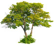 Tree isolated on transparent background. Green foliage	
