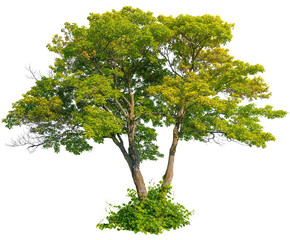 Wall Mural - tree isolated on transparent background. green foliage