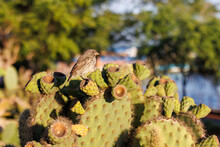 Darwins Finch On Cactus