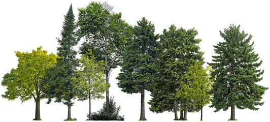 Wall Mural - trees and pines isolated on transparent background. forest landscape
