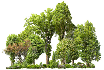 Wall Mural - cutout tree line. forest and green foliage in summer. row of trees and shrubs isolated on transparen