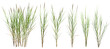 Bunch of wild grass. Green tufts isolated on transparent background. Blades of grass	
