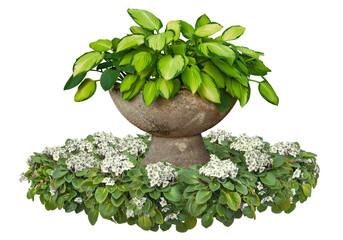 Wall Mural - cut out potted plant. garden design isolated on transparent background. flower bed and green plants 