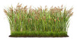 Cut out plant. Reed grass. Cattail and reed plant isolated on transparent background. Cutout distaff and bulrush
