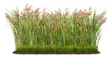 Fototapeta Las - Cut out plant. Reed grass. Cattail and reed plant isolated on transparent background. Cutout distaff and bulrush