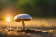 Mushroom In The Woods