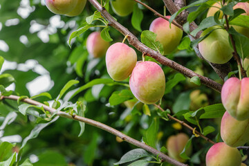 Wall Mural - A ripening plum on a branch. Plums hang on a tree branch. Natural background with fruits. Cultivation of plums, young fruits of the plum tree. Selective focus.