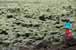 Moss covered lava field, Eldhraun, Iceland