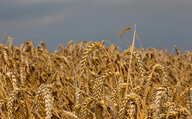 Wall Mural - wheat field with golden ears with seeds ready for harvesting for flour production