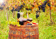 Red wine and grapes in vineyard agriculture