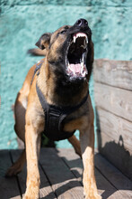  Beautiful Angry Aggressive Dog Belgian Shepherd Malinois Grab Criminal's Clothes. Service Dog Training. Dog Bites Clothes. Angry Attack. Evil Teeth In Grin. Working Dog Guard Dog Service Dog Training
