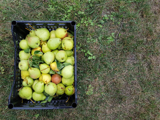 Wall Mural - ripe pears place for text