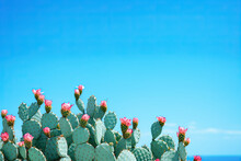 Prickly Pear Cactus Against Blue Background