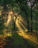 Fototapeta  - Piękny poranek w polskim lesie, wschód słońca w Parku Narodowym,