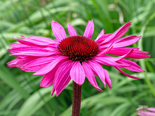 Wall Mural - Closeup of a purple Rudbeckia coneflower bloom