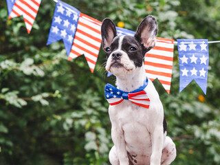 Charming puppy, bow-tie in the colors of the American Flag and green trees. Close-up, outdoor. Congratulations for family, loved ones, friends and colleagues. Pets care concept