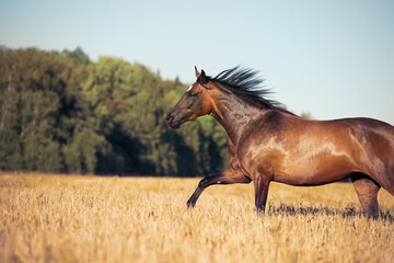 Wall Mural - bay young mare  running speedly freely  in rye meadow at sunny evening. close up