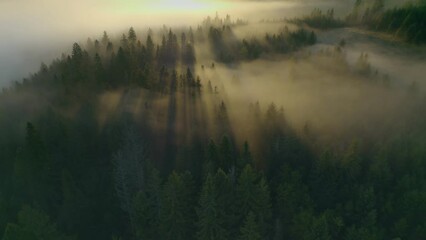Fototapete - Rays of rising sun break through the trees in foggy forest. Gorgeous foggy morning in the forest, aerial shot. Fog at sunrise