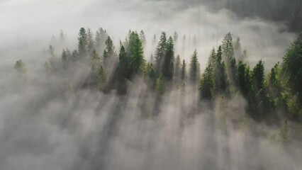 Fototapete - Flying around misty forest at sunrise. Rays of rising sun break through the trees. Pine trees with morning fog, Canada nature