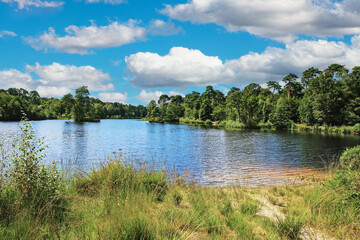 Beautiful dutch lake and forest landscape at hiking trail in summer - Oisterwijkse Bossen en Vennen, Netherlands