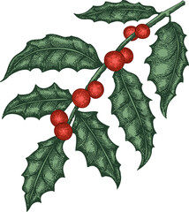 Wall Mural - Hand Drawn Holly Plant Illustration