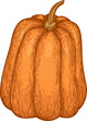 Hand Drawn Pumpkin Illustration