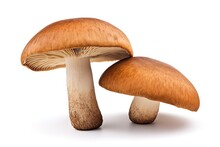 Edible Wild Forest Mushrooms Boletus Badius Isolated On White With Clipping Path For Package Design