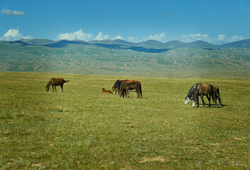 Poster - Son Kul mountain lake