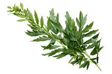 Green Leaves Of Mugwort (Artemisia Vulgaris), A Medicinal And Culinary Herb, Isolated On Transparent Background