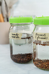 Sticker - Growing sprouts in a jar